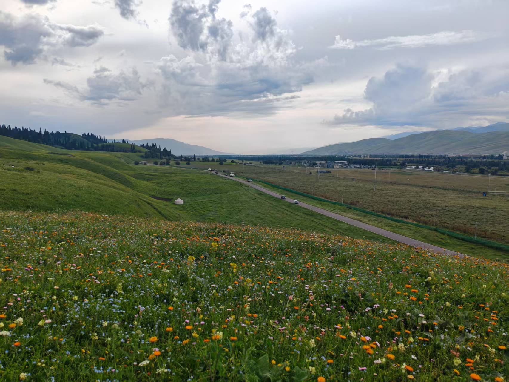grassland